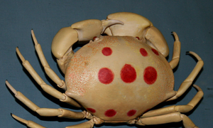 Những loại cua lạ đắt đỏ được người Việt săn lùng