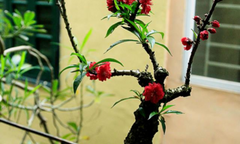 Vài chục triệu đồng một cây đào 'tiến Vua' chơi Tết
