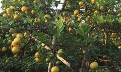 50 triệu đồng một cây chanh vàng tứ quý chơi Tết