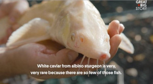 Hình ảnh hộp trứng cá muối giá hơn 2,6 tỷ đồng, đắt hơn một chiếc Porsche 911