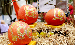 Bưởi đỏ tiến vua vẽ thư pháp giá cả triệu đồng