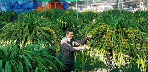 Đại gia Hà thành chi 1,5 tỷ đồng mua địa lan Trần Mộng chơi Tết