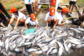 Xuất khẩu cá tra đặt mục tiêu 2,4 tỷ USD năm 2019