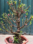 Đào Trung Quốc tiền triệu tràn ngập chợ Tết