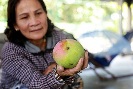 Thương lái lùng mua xoài Australia nặng hơn kg mỗi quả