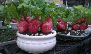 Những chậu rau quả 'độc lạ' đắt khách chưng Tết