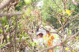 Cận Tết, thương lái đổ về làng mai mới nổi ở ngoại ô TP.HCM