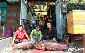 Một buổi sáng, dân Hà Nội chi gần 200 triệu tranh nhau mua cá hô cực hiếm