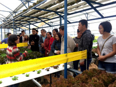 MM Mega Market dự kiến cung cấp 24.000 tấn rau củ mỗi năm