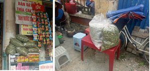 Trị tiểu đường: Tiền mất tật mang khi tự ý dùng dược liệu trôi nổi