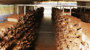 Nông dân chăm cây nấm khỏe mạnh nhờ công nghệ sóng siêu âm