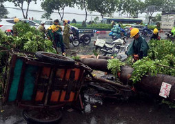Dông lốc quật ngã cây cổ thụ ở Sài Gòn, đè trúng người đi đường