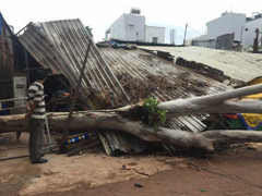 TP.HCM: Cây đổ sập đè nhà dân, quật trúng người đi đường