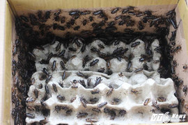 Chợ côn trùng khiến ai 'yếu bóng vía' phải sởn gai ốc giữa TP.HCM