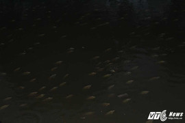 Cá nổi lờ đờ khắp mặt kênh Nhiêu Lộc - Thị Nghè