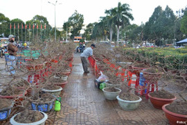Chợ hoa vắng khách, nhà vườn Đắk Lắk đứng ngồi không yên