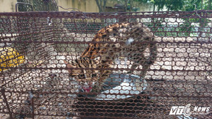 Mèo rừng giá 1 triệu đồng được bán công khai trên phố Sài Gòn