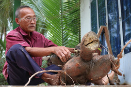 Cụ ông ở Long An thu hoạch được củ khoai mì nặng hơn 20kg