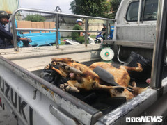 Tiểu thương bán thịt chó khóa trái cửa trốn cơ quan kiểm tra