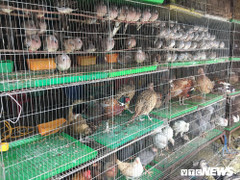 Cận cảnh chợ chim lớn nhất miền Tây