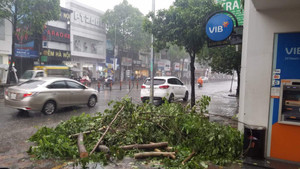 Cây xanh ngã đổ trong mưa lớn ở TP.HCM, hai mẹ con thoát chết trong gang tấc