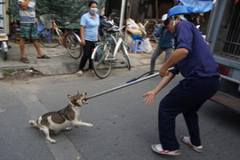 TP.HCM phạt 43 trường hợp thả chó chạy rông, thu 32 triệu đồng