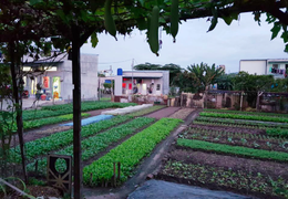 TP.HCM thông tin mới nhất về công tác di dời vườn rau Tân Bình