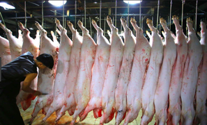 TP.HCM chỉ đạo ứng phó khẩn cấp với bệnh dịch tả heo Châu Phi