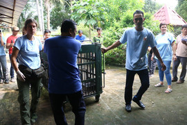 Giải cứu 7 con gấu ở Bình Dương và Đồng Nai