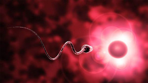 Tinh trùng tiêu diệt khối u, chữa ung thư ở nữ giới?