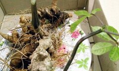 Mục sở thị củ sâm Ngọc Linh 7 lạng có giá hơn 400 triệu đồng