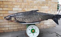 Cận cảnh cá trắm đen 'khổng lồ' được cần thủ Hà Nội câu lên bờ