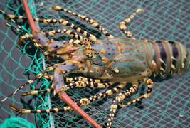 Choáng với doanh thu bán bơ 300 triệu đồng/tháng, tôm hùm 35 triệu đồng/ngày