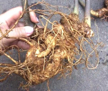 Đại gia bị lừa 100 triệu đồng mua củ tam thất 'khủng' thế nào?