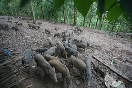 Thầy giáo Mường thu 800 triệu mỗi năm nhờ nuôi lợn bán hoang dã