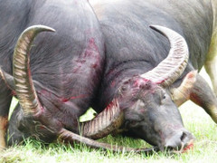 Đồ Sơn kiểm tra chất kích thích trong 31 con trâu chọi