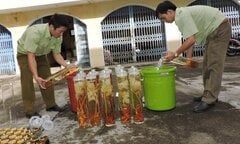 Tiêu hủy Sâm Ngọc Linh không rõ nguồn gốc, trị giá gần 300 triệu đồng