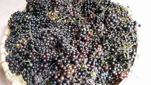 Nho rừng Tây Bắc đắt như nho Mỹ: Dân Hà Nội tranh nhau mua