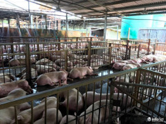 5.000 con heo bị tiêm thuốc an thần: Có cả heo đeo vòng truy xuất nguồn gốc