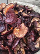 'Chưa có công ty nào được Bộ Y tế cấp phép nhập khẩu nấm linh chi Hàn Quốc'