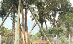 Cây mộc hương cổ thụ khiến đại gia cõng bao tải tiền, đổi ô tô tiền tỷ săn lùng