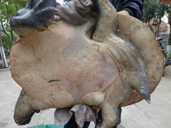 Cận cảnh hàng loạt con cua đinh 'khủng' giá hàng chục triệu đồng