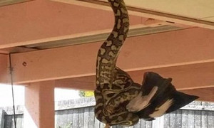 Trăn thảm treo mình dưới hiên nhà nuốt chửng chim