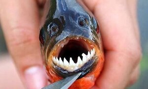 Cảnh báo 5 loài sinh vật ngoại lai nguy hiểm khôn lường