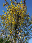 Mai phu thê tiền tỷ chờ khách dịp Tết