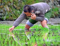 Nông thôn Trung Quốc đang dần phổ cập thanh toán di động