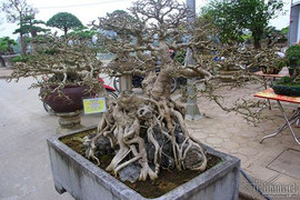 Cận cảnh bộ ba cây sanh 'hóa thạch' 30 tỷ đồng gây xôn xao