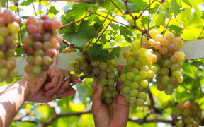 Vườn nho trĩu quả thu 200 triệu mỗi năm ở Sài Gòn