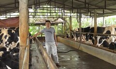 Vắt sữa bò ra...ô tô