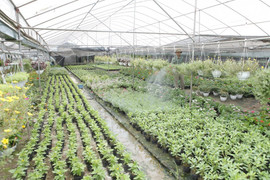 Xuân Quan: Làng hoa trẻ thành công nhờ lối đi riêng